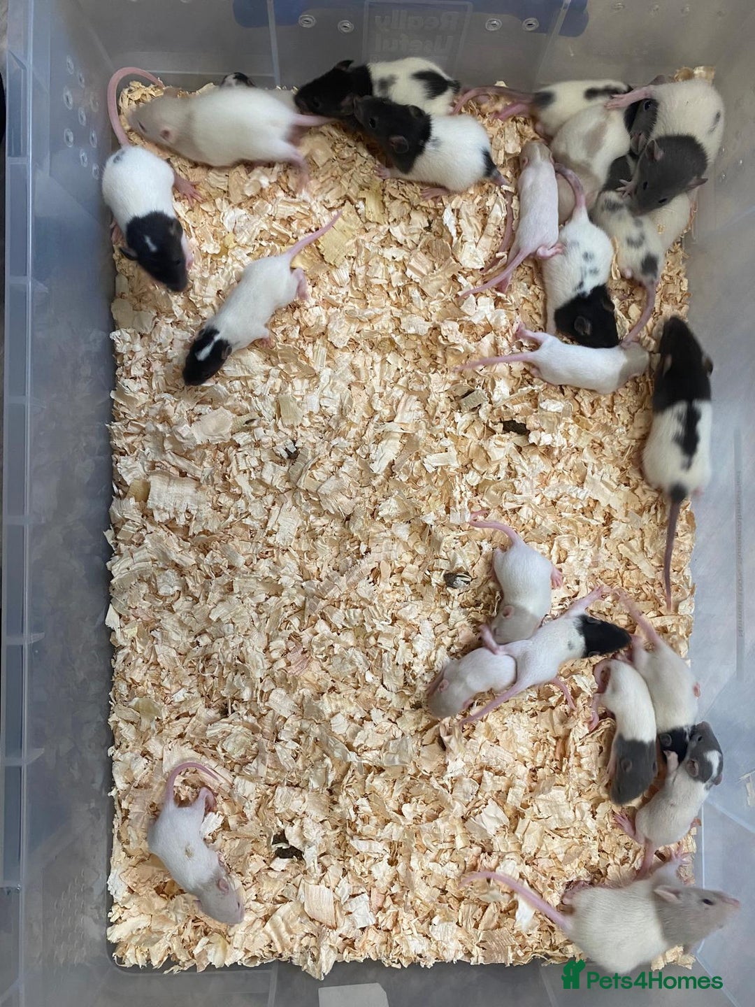 Rat rodents for sale: Fancy rat babies  - Image 2