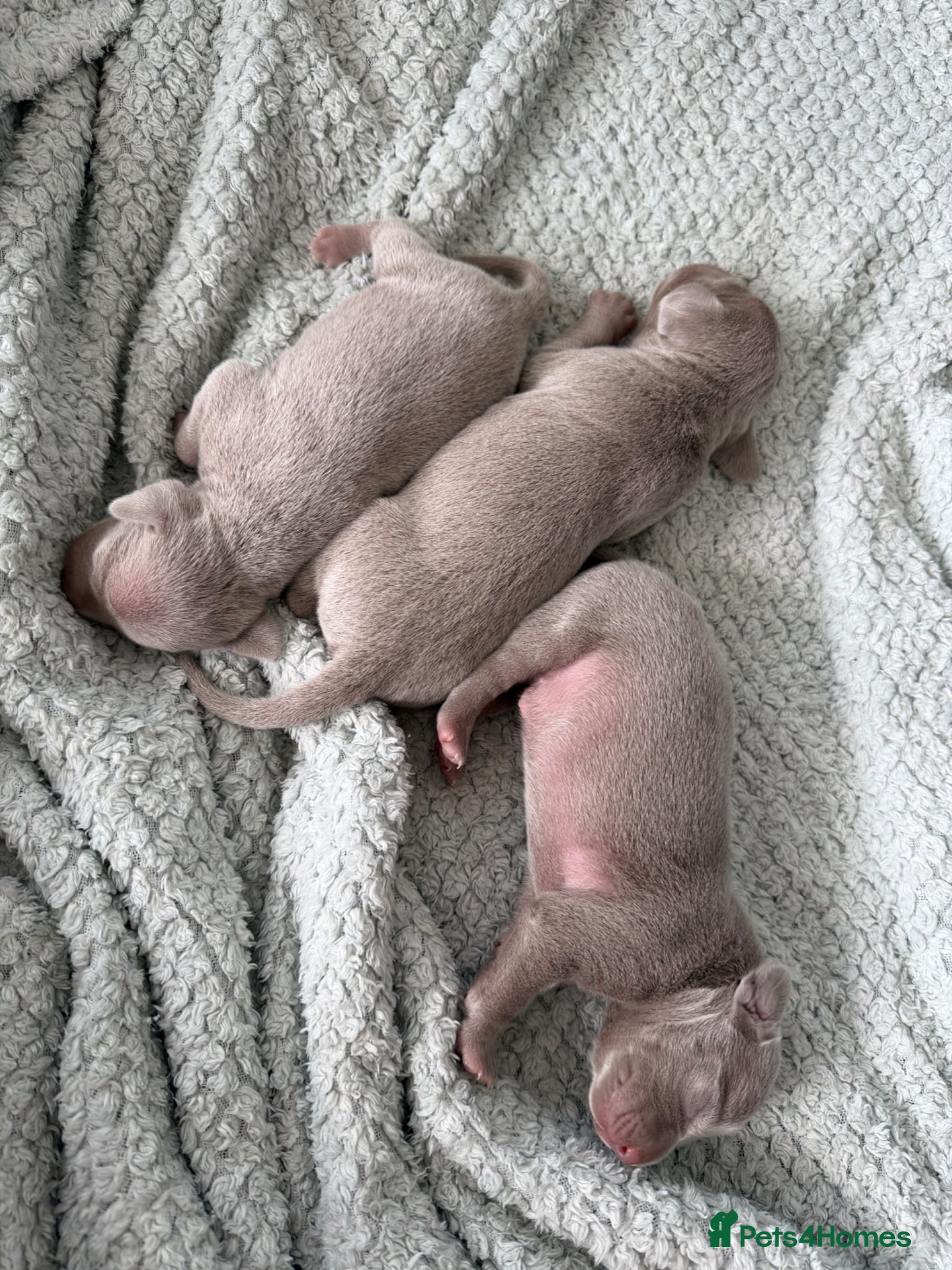 Weimaraner dogs Weimaraner Puppies, 1 girl & 2 boys  - Advert 1