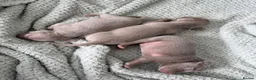 Weimaraner dogs for sale: Weimaraner Puppies, 1 girl & 2 boys  in Felixstowe - Advert 1