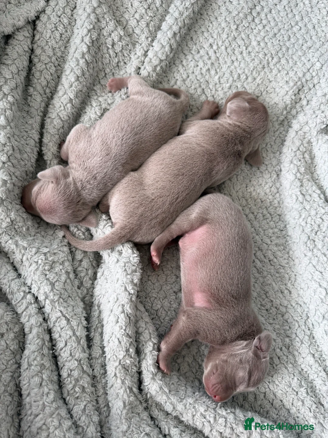 Weimaraner dogs for sale: Weimaraner Puppies, 1 girl & 2 boys  in Felixstowe - Advert 1