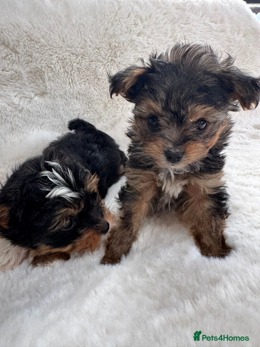 Biewer Terrier dogs for sale: 2 x biewer girls  - Advert 6
