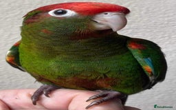Conures birds for sale: Rose Crowned Conure Pyrrhura Rhodocephala  - Image 6