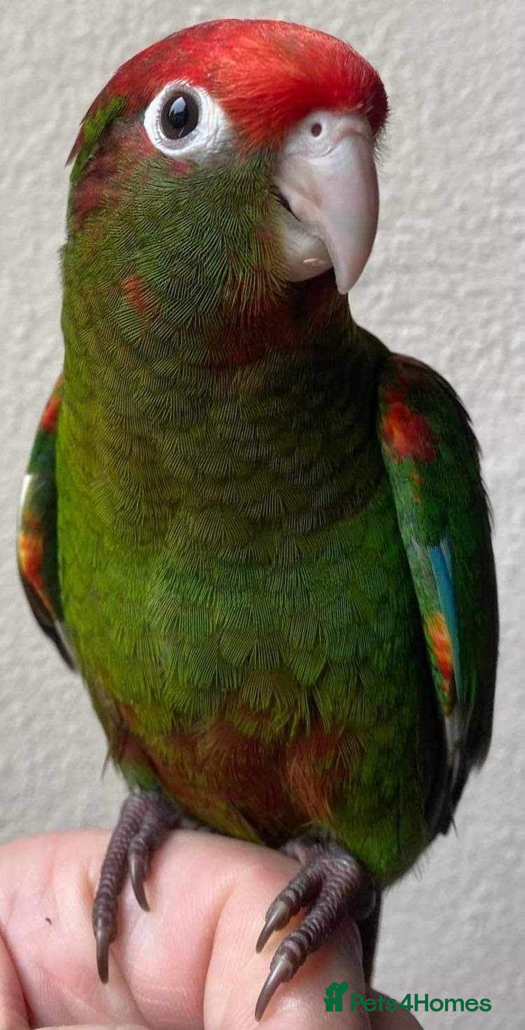 Conures birds for sale: Rose Crowned Conure Pyrrhura Rhodocephala  - Image 6