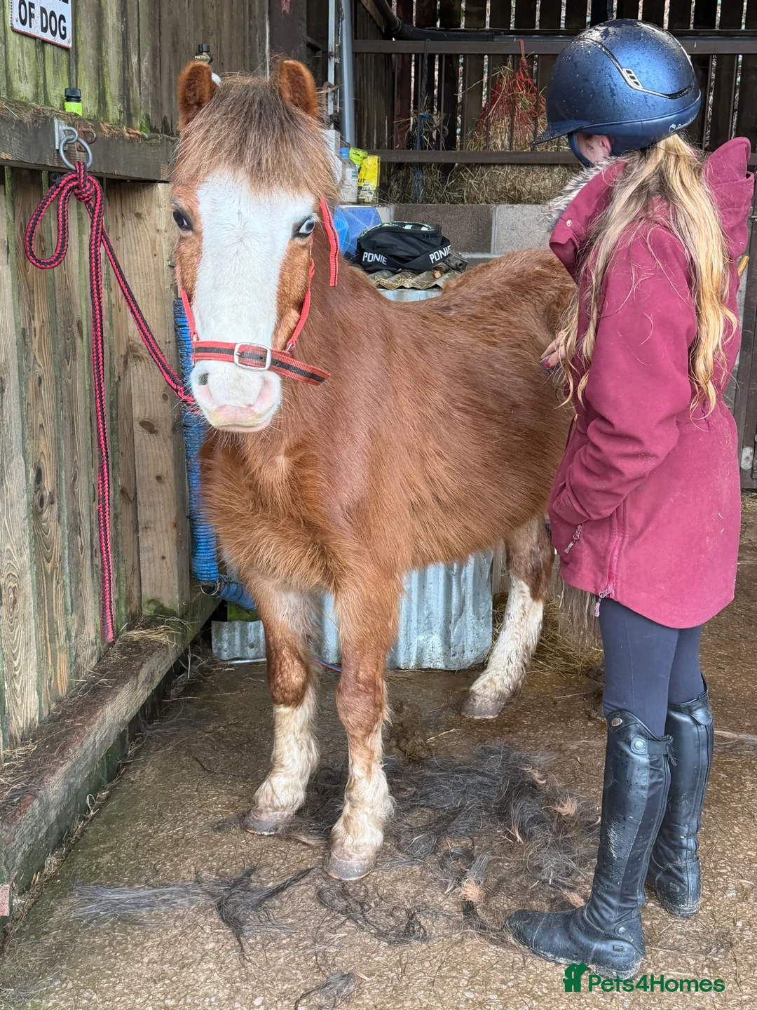 Welsh Section A horses for sale: Little pops -looking for a new best friend  - Advert 4