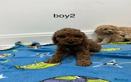 Cockapoo dogs for sale: Show type cockapoos😍 - Image 5
