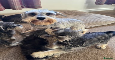 Miniature Schnauzer dogs KC registered, health tested puppies ready now - Advert 5