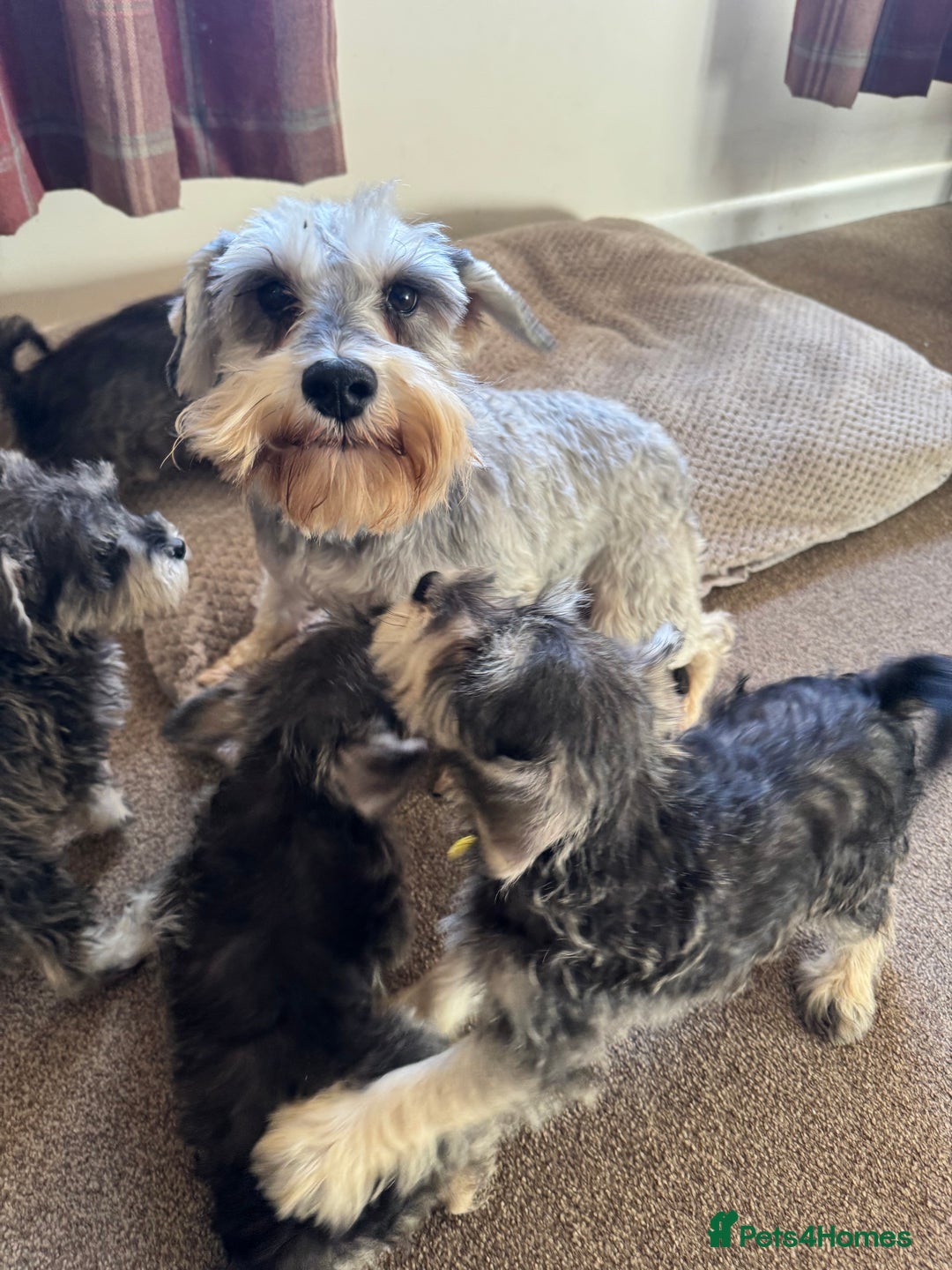 Miniature Schnauzer dogs for sale: KC registered, health tested boy ready now - Advert 6
