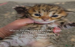 Bengal cats for sale: Rare cashmere tica registered bengals  - Image 7