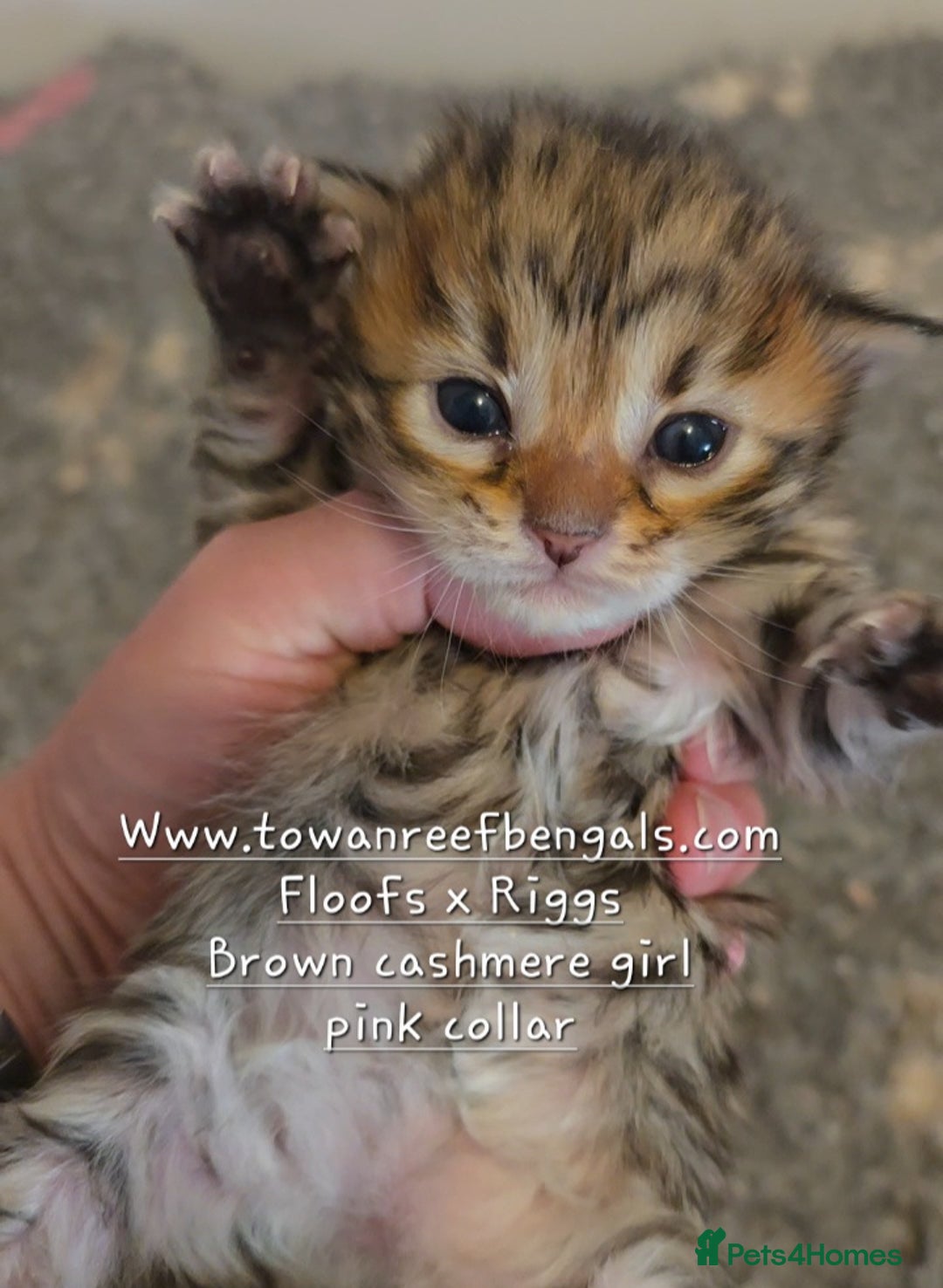 Bengal cats for sale: Rare cashmere tica registered bengals  - Image 7