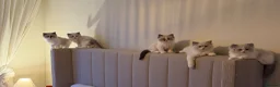 Ragdoll cats for sale: Pedigree Ragdoll Registered Kittens  🌸  - Advert 5