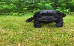 Cocker Spaniel dogs for sale: FTCH, KC REG working cocker pups - Image 9