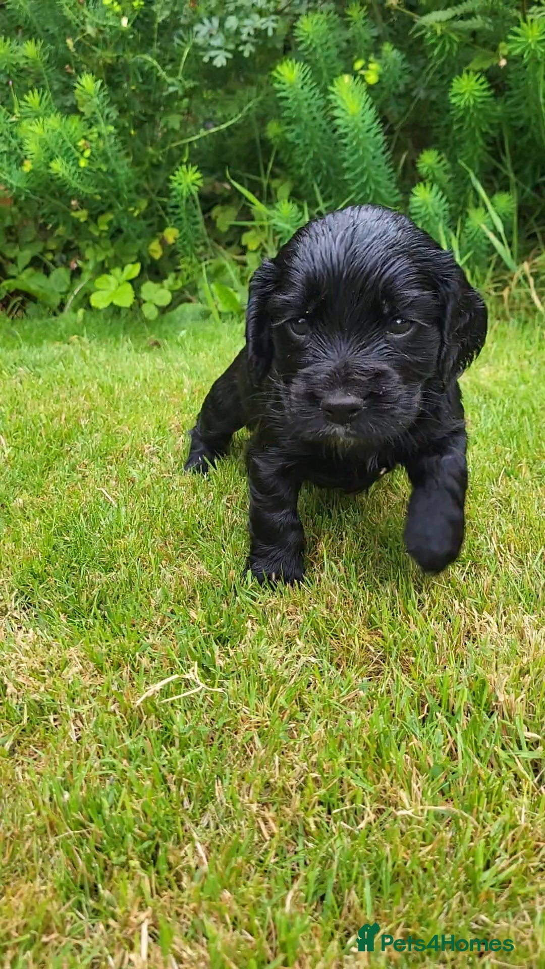Cocker Spaniel dogs for sale: FTCH, KC REG working cocker pups - Image 9