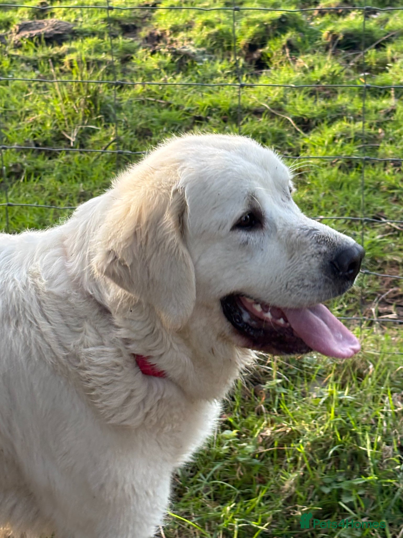Pyrenean Sheepdog dogs RARE POLISH TATRA SHEPHERD (Owczarek Podhalanski) - Advert 2