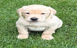 Labrador Retriever dogs for sale: Labrador Puppies - Image 5
