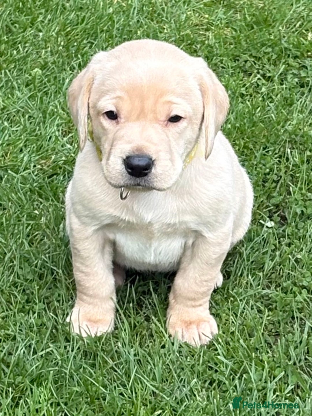 Labrador Retriever dogs for sale: Labrador Puppies - Image 5
