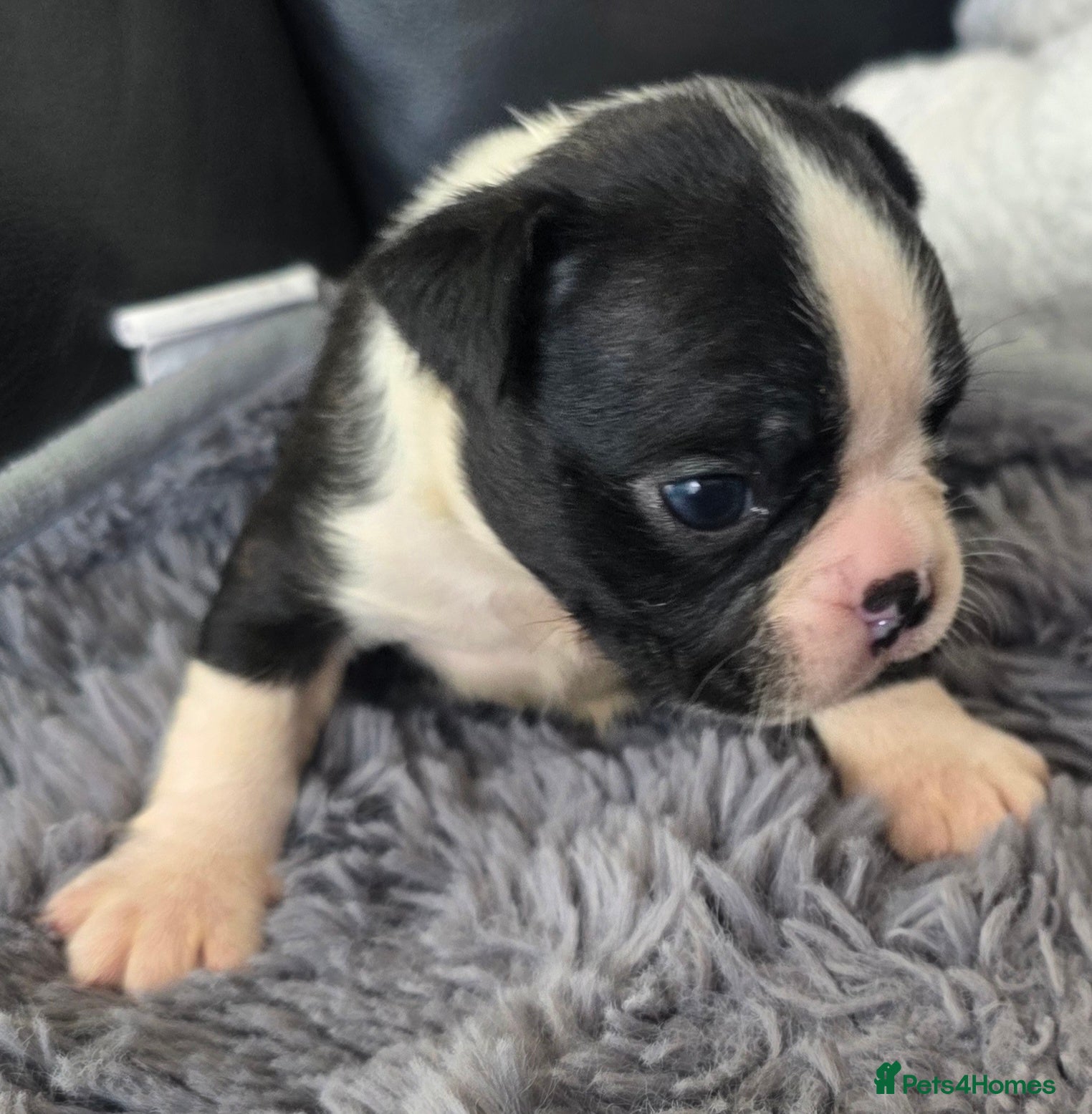 Boston Terrier dogs Stunning KC registered Boston Terrier puppies - Advert 1