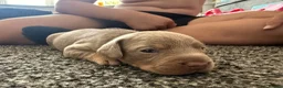 Mixed Breed dogs for sale: French bulldog cross dachsaund - Advert 13