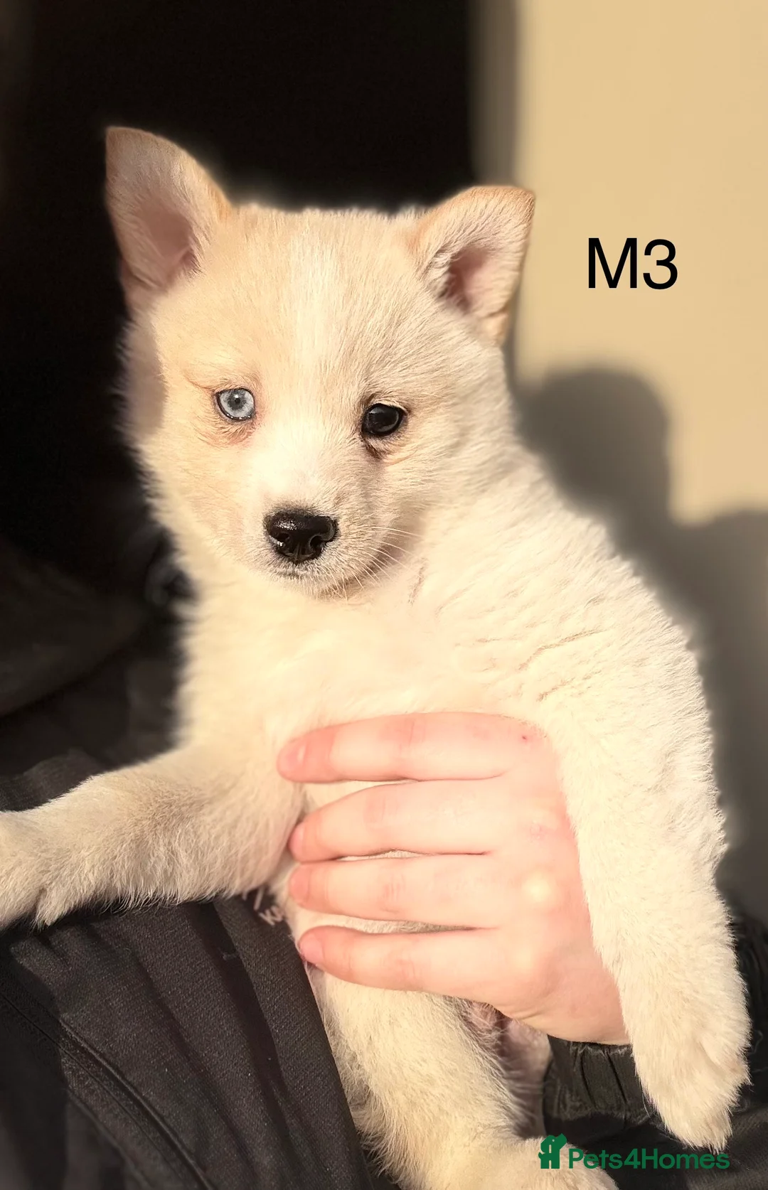 Pomsky dogs for sale: Pomsky puppies in Ballymena - Advert 5