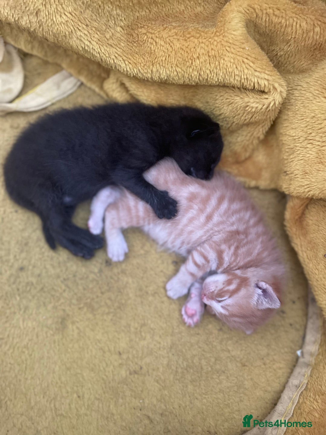 Mixed Breed cats for sale: Two beautiful mixed breed kittens  - Image 10