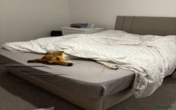 Lurcher dogs for sale: male lurcher- blue - Image 3
