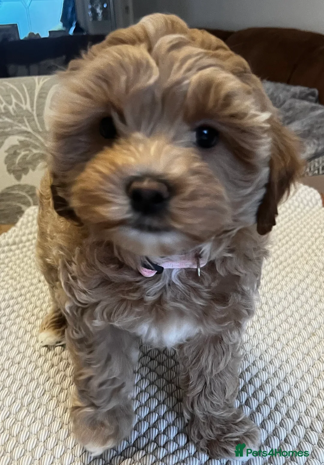 Maltipoo dogs for sale: Gorgeous Maltipoo  - Advert 13