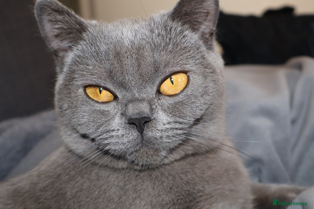 British Shorthair cats for sale: Rare Silver-Shaded British Shorthair Queen Kitten - Image 7