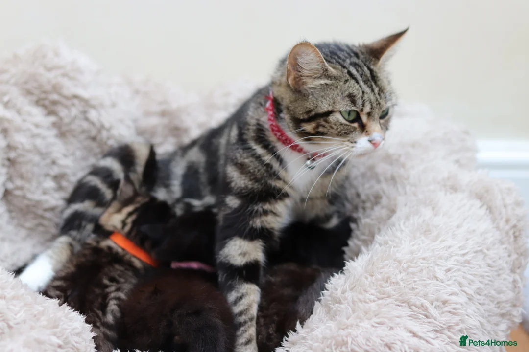 Mixed Breed cats for sale: Adorable Kittens - Advert 12