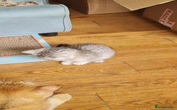 Scottish Fold cats for sale: Scottish Fold Kittens  - Image 11