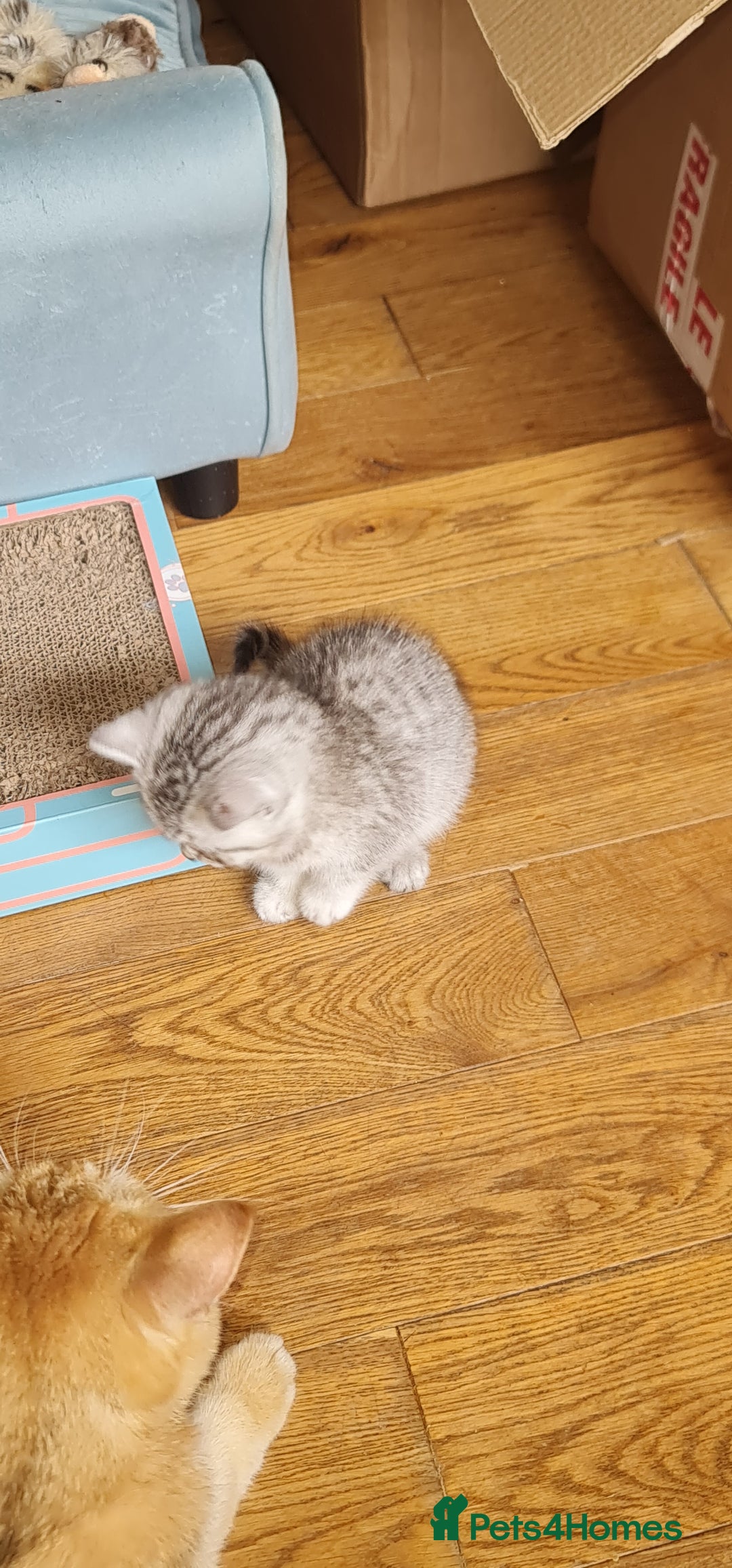 Scottish Fold cats for sale: Scottish Fold Kittens  - Image 11