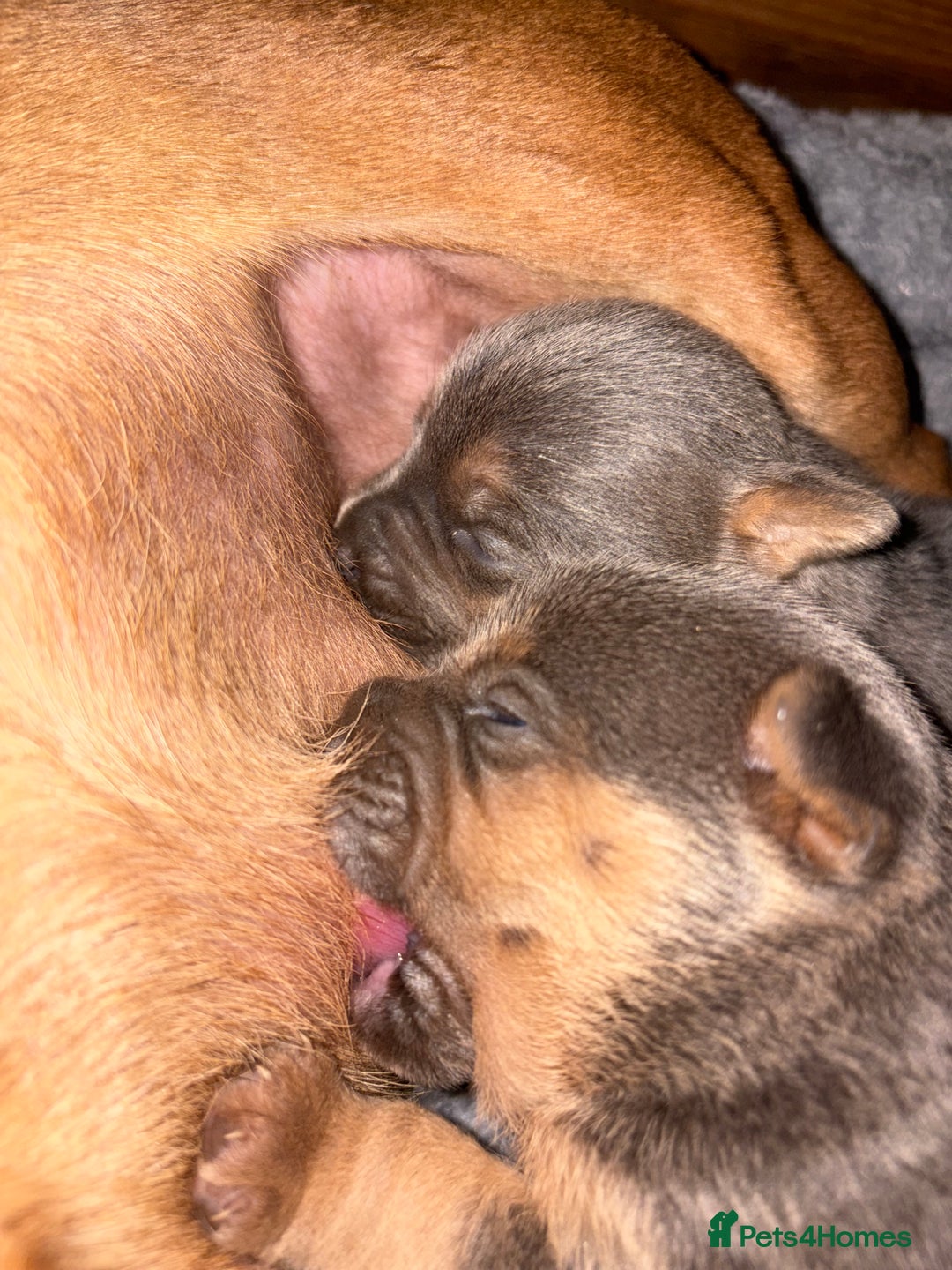 Jack Russell dogs for sale: Blue and tan half russels  - Advert 2