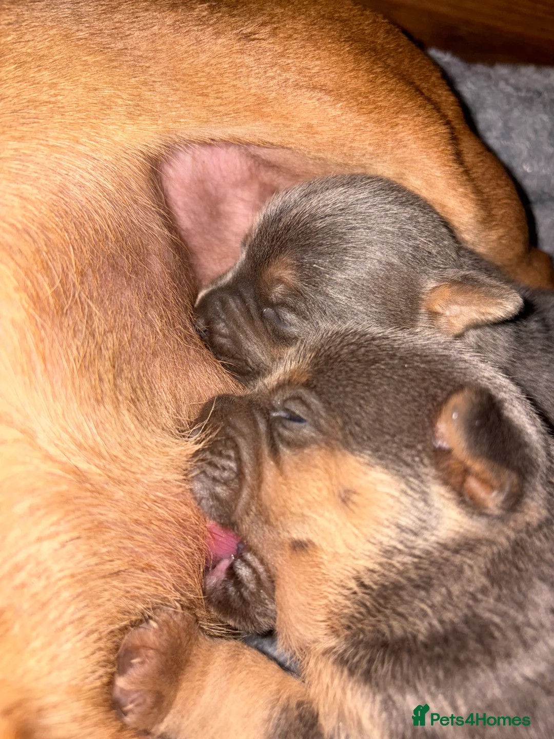 Jack Russell dogs for sale: Blue and tan jack russels  - Advert 1