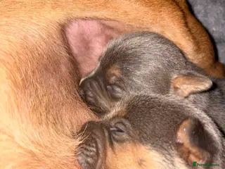 Jack Russell dogs Blue and tan jack russels - Advert 4