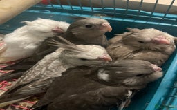 Cockatiels birds for sale: Hand reared cockatiel very friendly  - Image 3