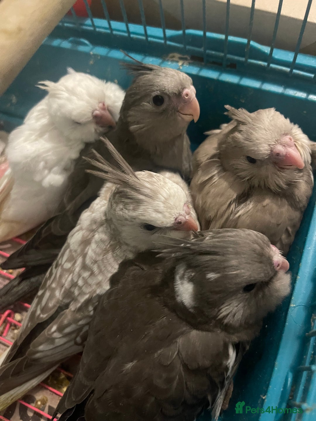 Cockatiels birds for sale: Hand reared cockatiel very friendly  - Image 3