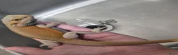 Bearded Dragon reptiles for sale: Baby bearded dragons  - Advert 10