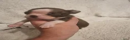 Boston Terrier dogs for sale: Stunning Boston Terrier Puppies - Advert 27