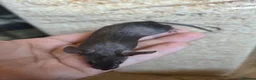 Mouse rodents for sale: Fancy mice females various colours £12.50 - Advert 9