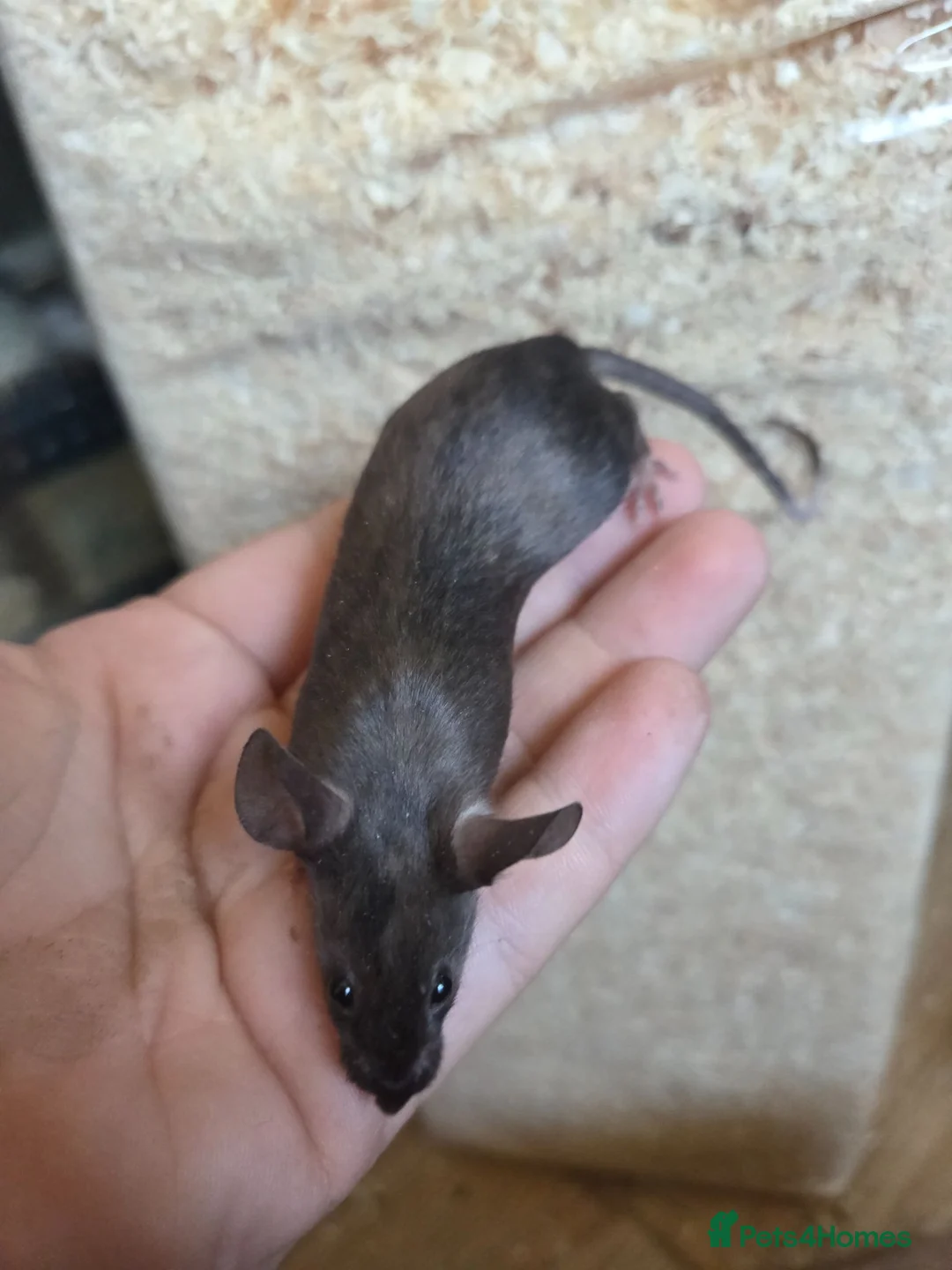 Mouse rodents for sale: Fancy mice females various colours £12.50 - Advert 9
