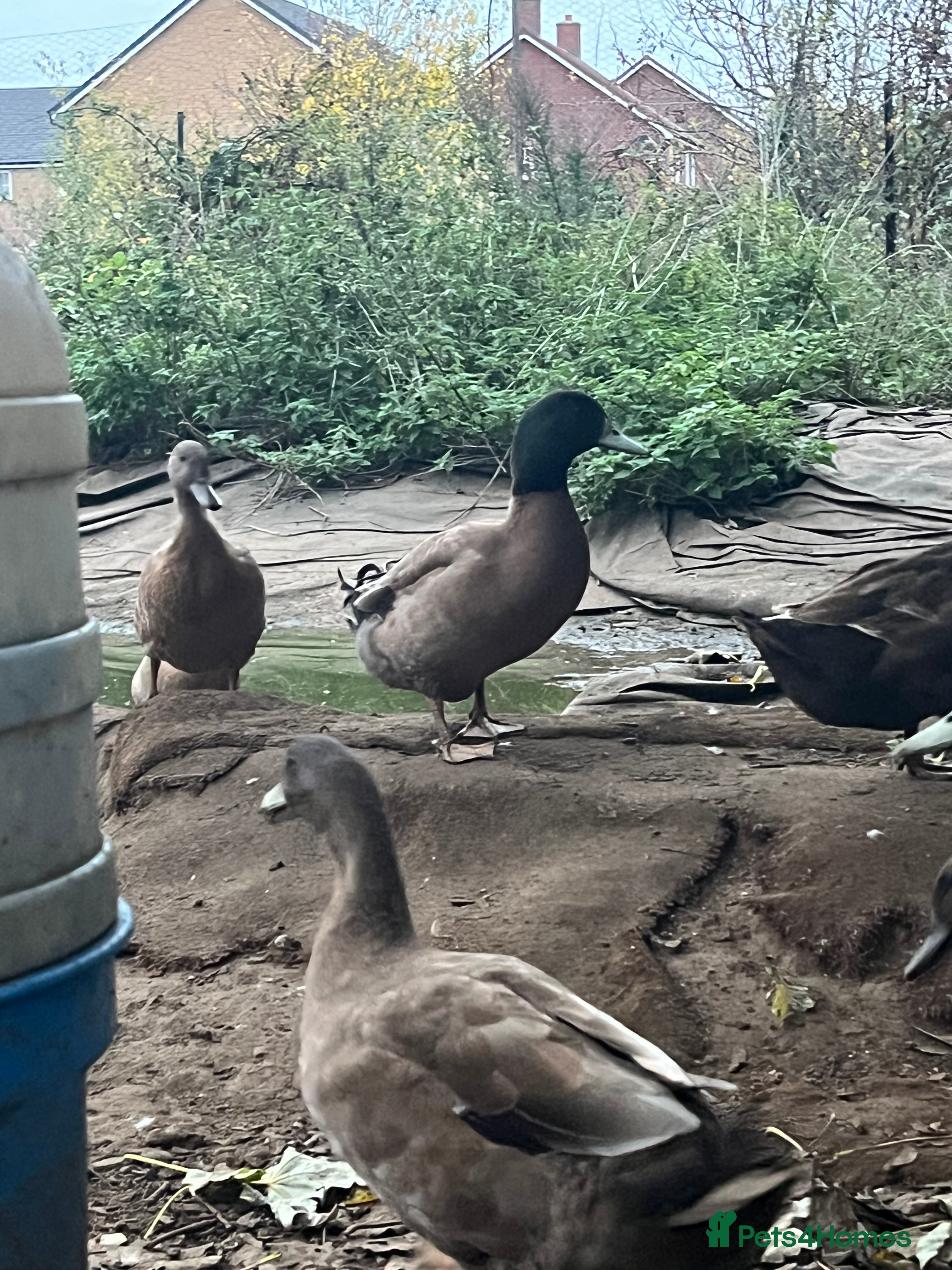 Ducks poultry 2 Khaki Campbell drakes - Advert 11