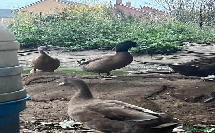 Ducks poultry - Advert 2