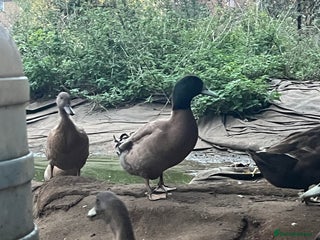 Ducks poultry - Advert 2