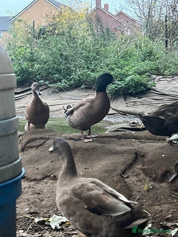 Ducks poultry - Advert 15
