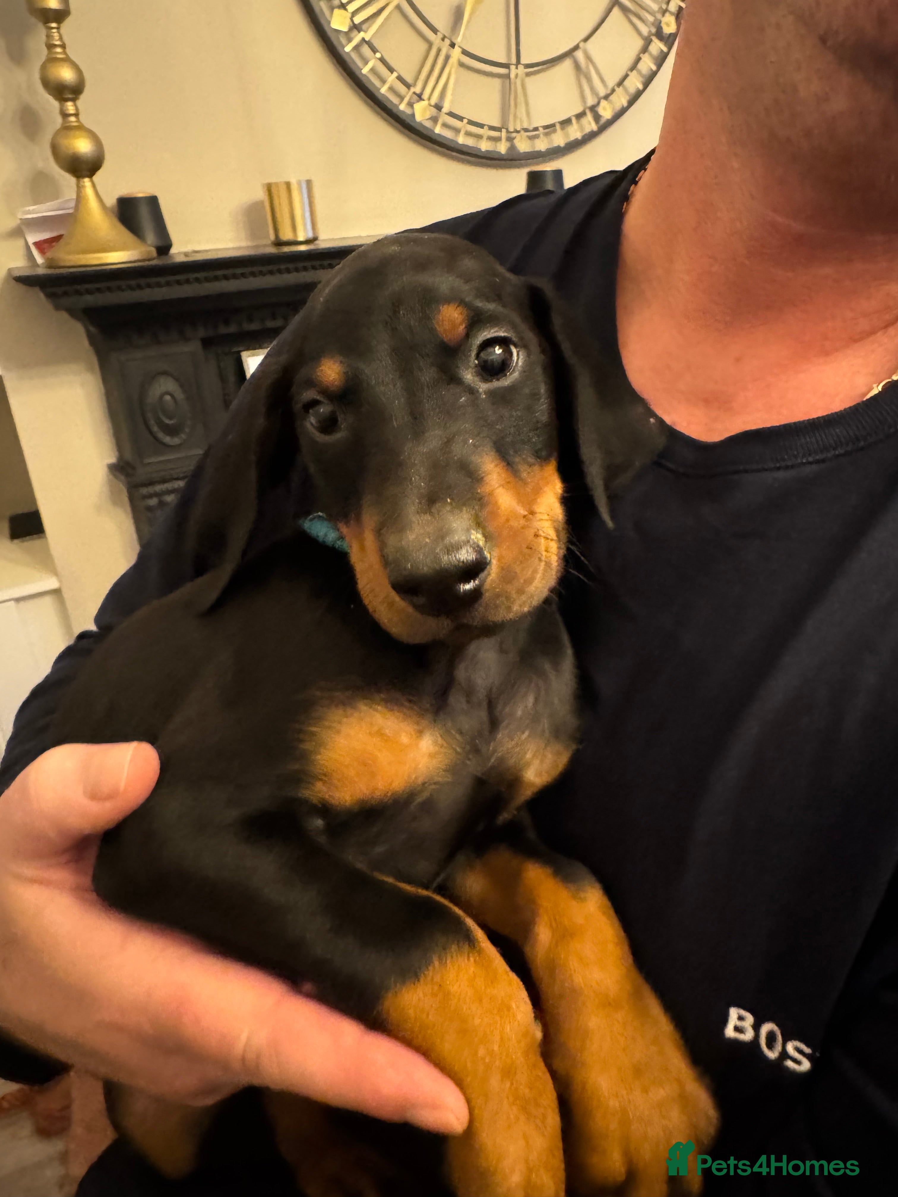 Dobermann dogs Beautiful Doberman  only 1 boy left  ready now  - Advert 14