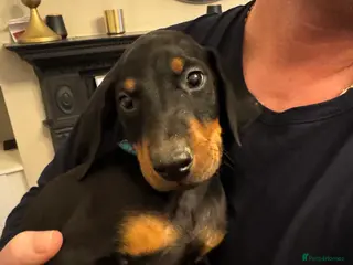 Dobermann dogs Beautiful Doberman only 1 boy left ready now - Advert 4