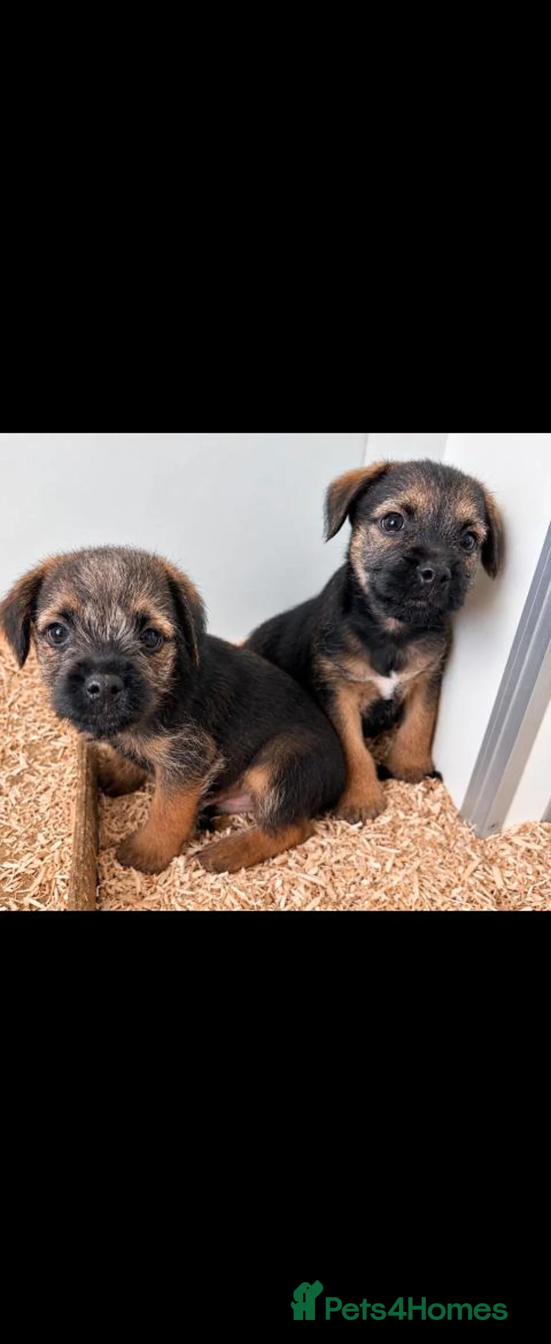 Border Terrier dogs for sale: Border terrier pups in Dunfermline - Advert 2