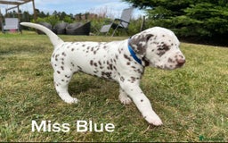 Dalmatian dogs for sale: KC Registered Dalmatian Puppies (Scotland) - Image 11