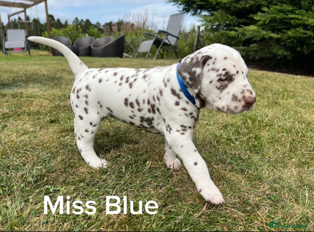 Dalmatian dogs for sale: KC Registered Dalmatian Puppies (Scotland) - Image 11