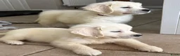 Golden Retriever dogs for sale: Lovely, confident playful puppies - Advert 13