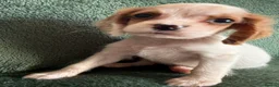 Cockalier dogs for sale: Beautiful, health tested cockalier puppies.  - Advert 28
