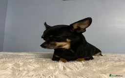 Chihuahua dogs for sale: Beautiful chihuahua for sale  - Image 5